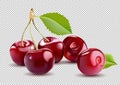 Sweet Red Cherry. Realistic vector cherry.