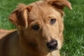 Sweet Red Dog with Whiskers on His Face