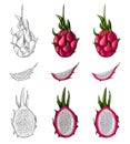 Sweet red dragon fruit isolated on white background. Whole, half and slice. Tropical fruits vector illustration. Engraving and Royalty Free Stock Photo