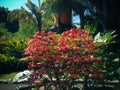 Red Flowering Plant Of Pagoda Flower Or Clerodendrum Paniculatum In The Warm Morning Sun In The Garden Royalty Free Stock Photo