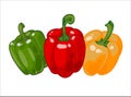 Sweet red, green and yellow peppers, Colour capsicum, hand drawn vector illustration isolated on white background. Royalty Free Stock Photo