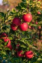 Sweet, red, juicy apples growing on the tree in their natural environment. Royalty Free Stock Photo