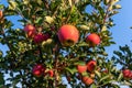 Sweet, red, juicy apples growing on the tree in their natural environment. Royalty Free Stock Photo