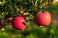 Sweet, red, juicy apples growing on the tree in their natural environment. Royalty Free Stock Photo