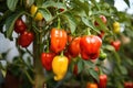 Sweet red pepper growing in greenhouse at the farm or garden