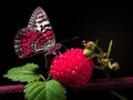 Sweet red raspberries with green leaves and a beautiful butterfly with colorful wings on black background Royalty Free Stock Photo