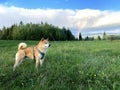 Adorable cute and happy shiba inu puppy in field in summer