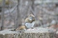 Snacking red squirrel on a tree stump.