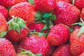 Sweet red Strawberries. Juicy, bright Strawberries for concept design. Royalty Free Stock Photo