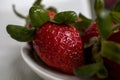 Sweet red strawberry in close-up in a white porcelain plate Royalty Free Stock Photo