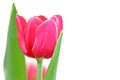 A sweet red tulip flower blossom with green leaves on white isolated background with copy space