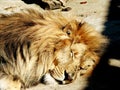 sweet rest of a lion after a hearty lunch