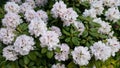 White Rhododendron Blossom Royalty Free Stock Photo