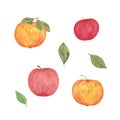 Sweet ripe apples and apple tree leaves set watercolor illustration, autumn holidays celebration decor, Thanksgiving, harvest time Royalty Free Stock Photo