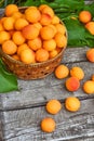 Sweet ripe apricots in a basket on a wooden table. View from above