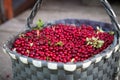 Sweet ripe berry cranberries in basket after harvest