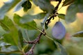 Fresh ripe blue plum on the branch