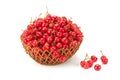 Sweet ripe cherries in a basket Royalty Free Stock Photo