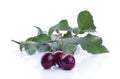 Sweet ripe cherry with leaf Royalty Free Stock Photo