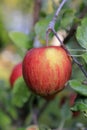 Sweet and ripe fruit, apple Braeburn