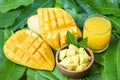 Sweet ripe mangos - Mango juice glass with mango slice on mango leaves from tree tropical summer fruit concept Royalty Free Stock Photo