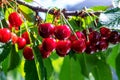 Sweet and ripe organic cherries on the twig