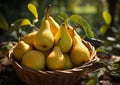 Sweet ripe pears with leaf in basket on summer garden background.Macro.AI Generative Royalty Free Stock Photo