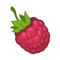Sweet ripe raspberry fruit isolated cartoon illustration