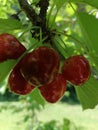 Ripe red cherries on a tree cherry branch with green leaves close up Royalty Free Stock Photo