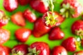 Red ripe berry of strawberry on green Matt background Royalty Free Stock Photo