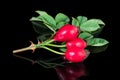 Sweet ripe rosehip fruits on beautiful briar twig with reflection on shiny black background. Rosa canina Royalty Free Stock Photo