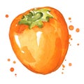 Sweet ripe watercolor persimmon hand painted