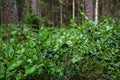 Wild Blueberry, Vaccinium myrtillus, in lush boreal forest Royalty Free Stock Photo