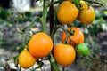 Sweet ripe yellow tomatoes on a branch. Close up. Concept of different varieties of tomatoes Royalty Free Stock Photo