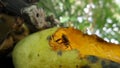 Sweet Ripen mango attrack bee interest Royalty Free Stock Photo