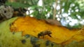 Sweet Ripen mango attrack bee interest Royalty Free Stock Photo