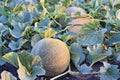 Rockmelons in rockmelon plantation at dusk time