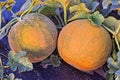 Rockmelons in rockmelon plantation at dusk time