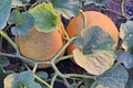 Rockmelons in rockmelon plantation at dusk time