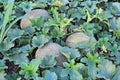 Rockmelons in rockmelon plantation at dusk time