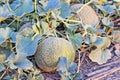 Rockmelons in rockmelon plantation at dusk time