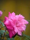 Sweet romantic rose