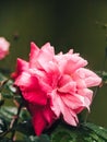 Sweet romantic rose Royalty Free Stock Photo