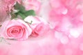 sweet rose flowers for love romance background Royalty Free Stock Photo