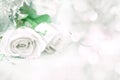 sweet rose flowers for love romance background Royalty Free Stock Photo