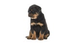 Sweet rottweiler puppy sitting down