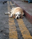 Sweet and sad abandoned dog Royalty Free Stock Photo