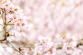 Sweet Sakura blossom Blured Background