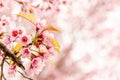Sweet Sakura flowers blossom