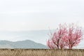 Sweet Sakura flowers blossom